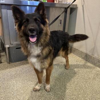 IVHS-Stray-141725 -  Shepherd Dog for Adoption in San Gabriel, California - IVHS-Stray-141725 | PetCurious