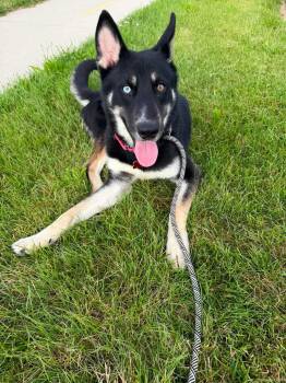 Sonic -  Husky and Shepherd Dog for Adoption in Cedar Rapids, Iowa - Sonic | PetCurious