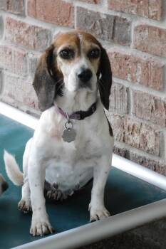 Rescue Beagle Dogs for Adoption in Prairieville, Louisiana - Bailey | PetCurious