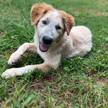 Rescue Australian Cattle Dog Blue Heeler and Anatolian Shepherd Dogs for Adoption in Bastrop, Texas - Frog 25-06-140 | PetCurious