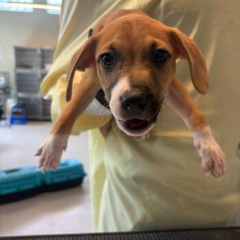 Mixed Breed Dogs Available for Adoption in Huntington, West Virginia - Fred | PetCurious