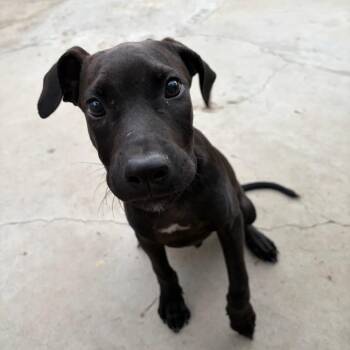Ziggy -  Pit Bull Terrier and Doberman Pinscher Dog for Adoption in Hawthorne, California - Ziggy | PetCurious