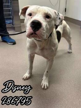 Rescue American Bulldog and Mixed Breed Dogs for Adoption in Macon, Georgia - DISNEY | PetCurious