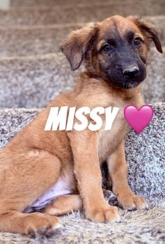 Missy -  German Shepherd Dog and Belgian Shepherd Malinois Dog for Adoption in Felton, Pennsylvania - Missy | PetCurious