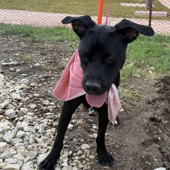 Meredith -  Black Labrador Retriever and Mixed Breed Dog for Adoption in San Antonio, Texas - Meredith | PetCurious