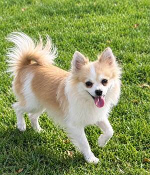 Lexi -  Pomeranian Dog for Adoption in Decorah, Iowa - Lexi | PetCurious