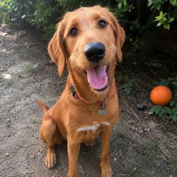 FANCY -  Goldendoodle Dog for Adoption in Cranston, Rhode Island - FANCY | PetCurious