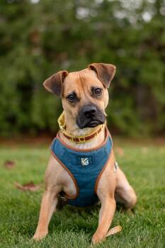Lua -  Boxer and Mixed Breed Dog for Adoption in Mississauga, Ontario - Lua | PetCurious