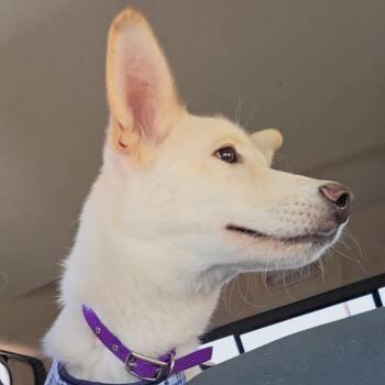 Sasha -  Husky Dog for Adoption in Santa Clara, California - Sasha | PetCurious