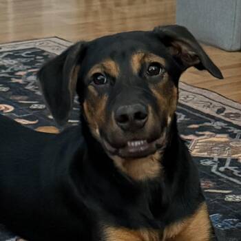 Sequoia -  Coonhound and Pit Bull Terrier Dog for Adoption in Richmond, Virginia - Sequoia | PetCurious