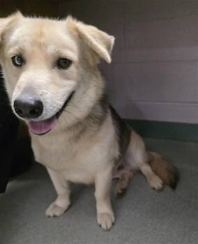 Cardigan Welsh Corgi and Siberian Husky Dogs Available for Adoption - NAPOLEON | PetCurious
