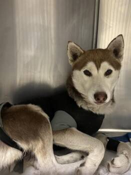 SHIRLEY -  Siberian Husky Dog for Adoption in Riverside, California - SHIRLEY | PetCurious
