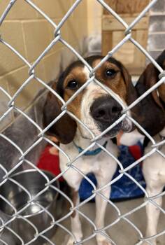 Treeing Walker Coonhound Dogs Available for Adoption - Ice Princess | PetCurious
