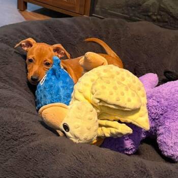 Francois -  Chihuahua and Miniature Dachshund Dog for Adoption in Warren, Rhode Island - Francois | PetCurious