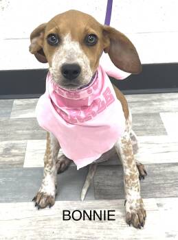 Australian Cattle Dog Blue Heeler Dogs Available for Adoption - Bonnie - Local April 10-12 | PetCurious