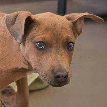 Chapa -  Labrador Retriever Dog for Adoption in South Elgin, Illinois - Chapa | PetCurious