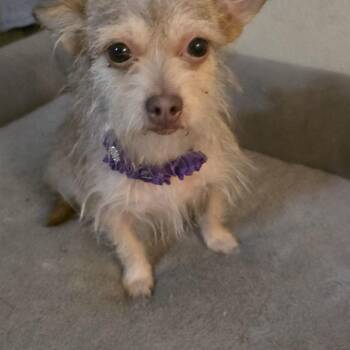 Moose -  Terrier Dog for Adoption in Magnolia, Texas - Moose | PetCurious