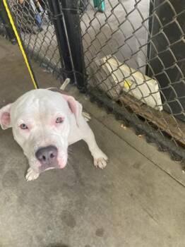 ELMER -  Pit Bull Terrier Dog for Adoption in Dallas, Texas - ELMER | PetCurious