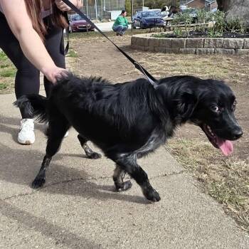 Rescue Mixed Breed Dogs for Adoption in Huntington, West Virginia - Sadie | PetCurious