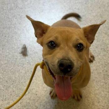 Pit Bull Terrier and Mixed Breed Dogs Available for Adoption in Turlock, California - Copper | PetCurious