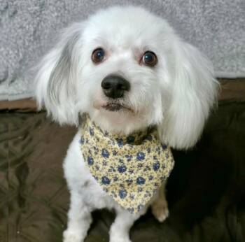 Poodle and Mixed Breed Dogs Available for Adoption - Coco | PetCurious