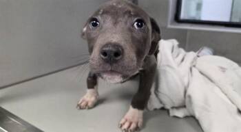 MICLO -  Pit Bull Terrier and Mixed Breed Dog for Adoption in Rowlett, Texas - MICLO | PetCurious