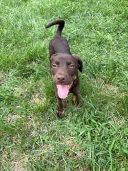 Rowdy -  Mixed Breed Dog for Adoption in Salisbury, Maryland - Rowdy | PetCurious