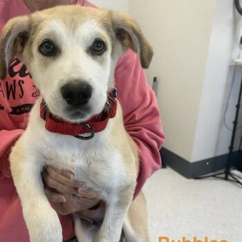 Rescue Great Pyrenees and Golden Retriever Dogs for Adoption in Collinsville, Oklahoma - Bubbles | PetCurious