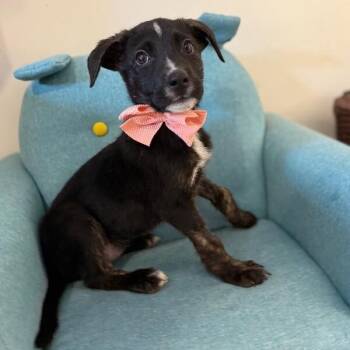 Border Collie and Australian Shepherd Dogs Available for Adoption - Cream Puff Wisconsin | PetCurious