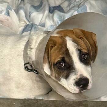 Sunshine A2299733 -  Terrier and Beagle Dog for Adoption in Los Angeles, California - Sunshine A2299733 | PetCurious