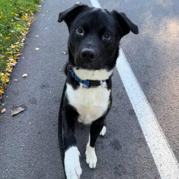 Ken -  Akita Dog for Adoption in North Syracuse, New York - Ken | PetCurious