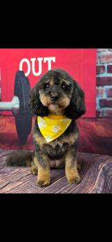 Darby -  Miniature Poodle Dog for Adoption in Kankakee, Illinois - Darby | PetCurious