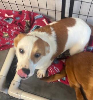 Willow -  Corgi Dog for Adoption in St. Augustine, Florida - Willow | PetCurious