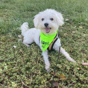 Harley -  Bichon Frise Dog for Adoption in Villa Park, California - Harley | PetCurious