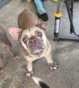 Louise -  French Bulldog Dog for Adoption in Lutz, Florida - Louise | PetCurious