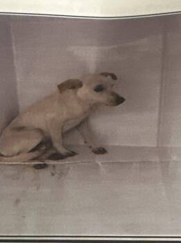 Neal -  Labrador Retriever Dog for Adoption in Woodstock, Ontario - Neal | PetCurious