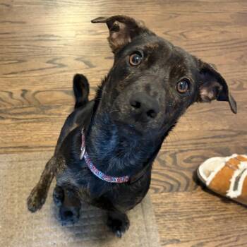 Riggs -  Mixed Breed Dog for Adoption in Oak Brook, Illinois - Riggs | PetCurious