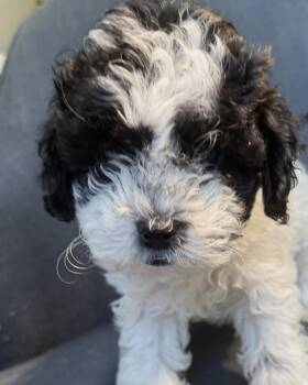Linus -  Shih Tzu and Poodle Dog for Adoption in Oakland Park, Florida - Linus | PetCurious
