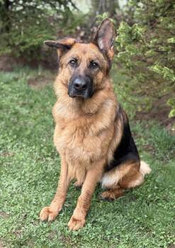 German Shepherd Dog Dogs Available for Adoption in Hazlet, New Jersey - Sierra | PetCurious