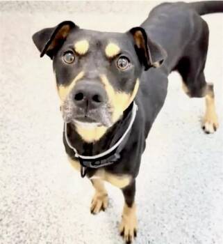SCOTTY -  Staffordshire Bull Terrier and Doberman Pinscher Dog for Adoption in Houston, Texas - SCOTTY | PetCurious