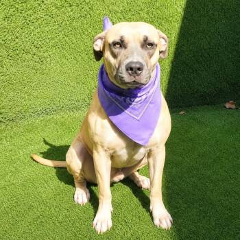 Winston -  American Staffordshire Terrier Dog for Adoption in Oak Point, Texas - Winston | PetCurious
