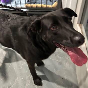 Nova -  Black Labrador Retriever Dog for Adoption in Crookston, Minnesota - Nova | PetCurious