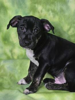 Rescue Mixed Breed Dogs for Adoption in East Sparta, Ohio - Porky | PetCurious