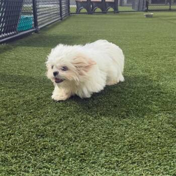 Sir Stitch 4383 -  Shih Tzu Dog for Adoption in Loxahatchee Groves, Florida - Sir Stitch 4383 | PetCurious