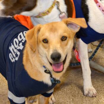 Rescue Beagle and Mixed Breed Dogs for Adoption in Midland, Texas - Chance | PetCurious