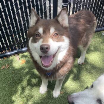 Antonio -  Siberian Husky Dog for Adoption in Providence, Rhode Island - Antonio | PetCurious
