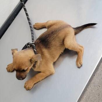 Mixed Breed Dogs Available for Adoption in Las Cruces, New Mexico - 105768 | PetCurious