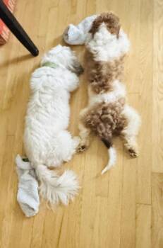 Shih Poo and Havanese Dogs Available for Adoption in Chevy Chase, Maryland - Keko | PetCurious