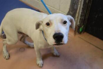 Rescue Mixed Breed Dogs for Adoption in Columbia, South Carolina - CHED | PetCurious