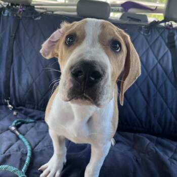 Hound and Mixed Breed Dogs Available for Adoption in Lake Jackson, Texas - Copper | PetCurious